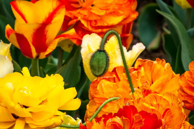 Close-up of yellow flowering plant