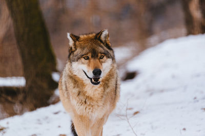 Wolf in the snow