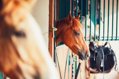 Brown horse in stable