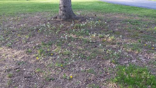 Trees on grassy field