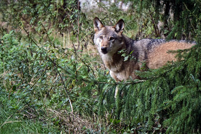 Portrait of dog in the forest