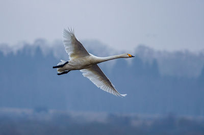 Whooper swan - cygnus cygnus flying over lake hornborga