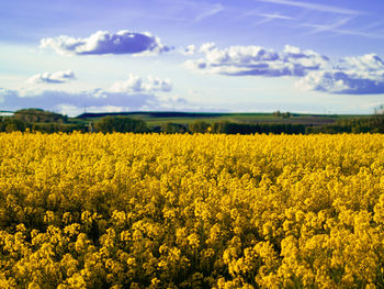 Scenic view of oilseed rape field against sky