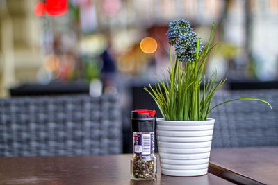 Close-up of potted plant on table in restaurant