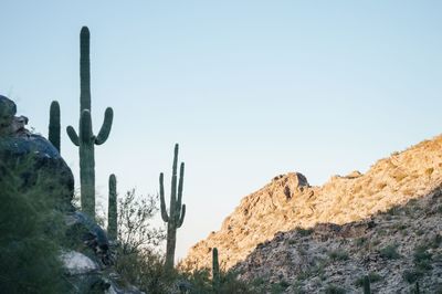 Cactus plants on desert against clear sky