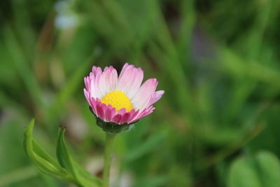 Close-up of pink flower