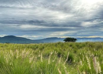 Scenic view of grassy field against sky