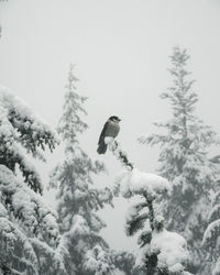Low angle view of bird perching on snow covered tree