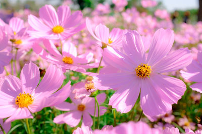 Close-up of pink cosmos flowers