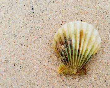 High angle view of seashell on sand