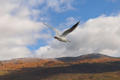 Low angle view of seagull flying in sky