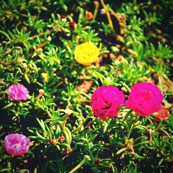 Close-up of flowers blooming outdoors