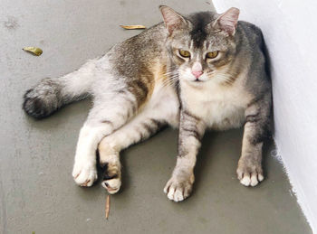 Portrait of cat resting on floor