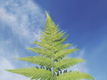 Low angle view of palm tree leaves against sky