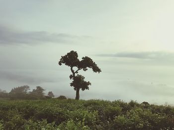 Tree on field against sky