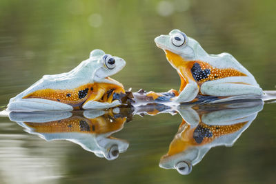 Close-up of crab in lake