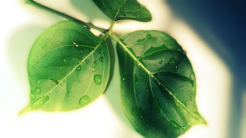 Close-up of green leaves