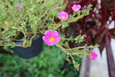 Close-up of pink flowering plant