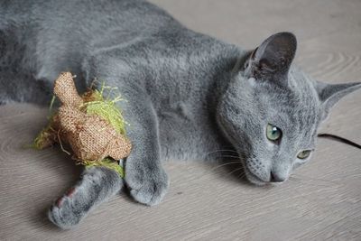 High angle view of cat resting