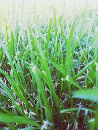 Surface level of water drops on grass