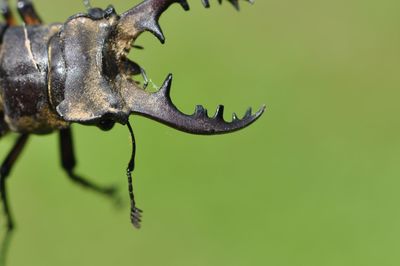 Close-up of insect on leaf