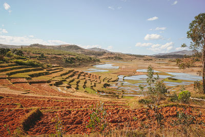 Scenic view of agricultural field against sky