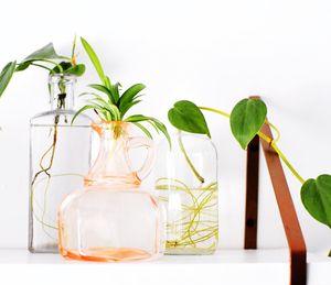 Close-up of potted plants on table against white background