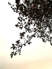 Low angle view of tree against clear sky