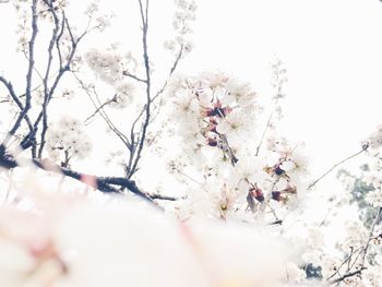 Close-up of cherry blossoms in spring