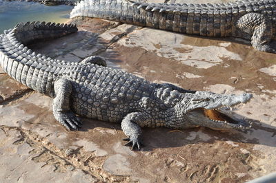 Close-up of crocodile on sand