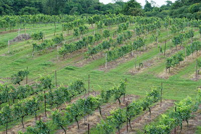 Scenic view of agricultural field