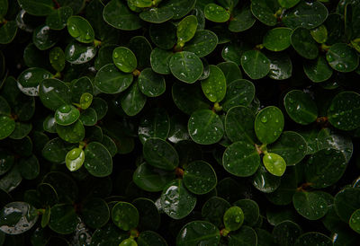 Full frame shot of raindrops on leaves