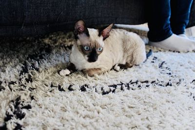 Full length of cat relaxing on rug at home