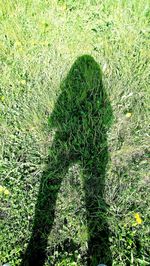 Shadow of plants on land