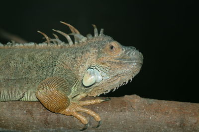 Close-up of lizard