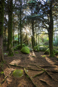 Scenic view of forest