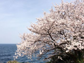 Blossoming tree against sky