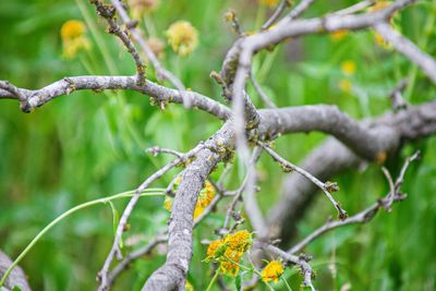 Close-up of flowering plant on branch