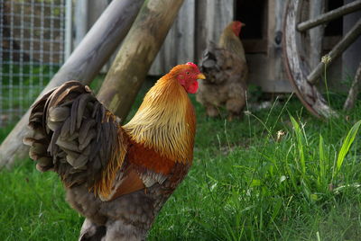 Close-up of rooster on field