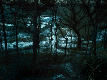 Trees in forest against sky