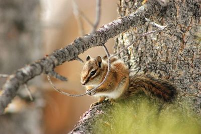 Squirrel on a tree