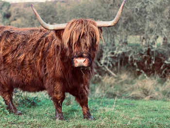 Highland cow