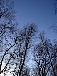 Low angle view of bare trees against blue sky