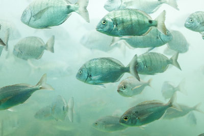 Close-up of fish swimming in sea