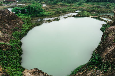 High angle view of grass in water