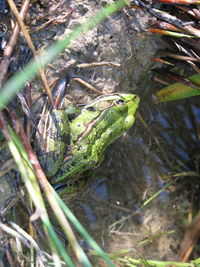 High angle view of lizard on tree trunk