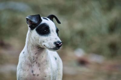 Close-up portrait of a dog looking away