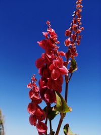 Low angle view of red flowering plant against clear blue sky