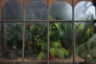 Close-up of plants seen through window