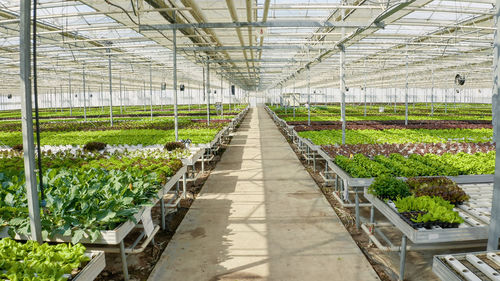 High angle view of empty footpath amidst plants